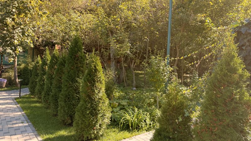 Alee printre tuia și verdeață